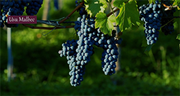 Critérios de seleção de vinhos para investimento